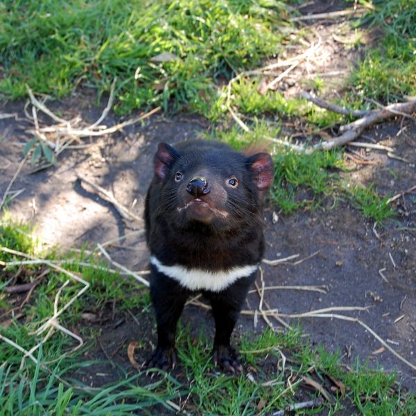 Tasmanian Devil Tasmania Animal  - LoneWombatMedia / Pixabay