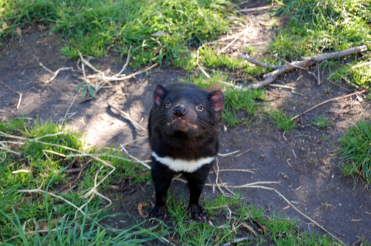 Tasmanian Devil Tasmania Animal  - LoneWombatMedia / Pixabay